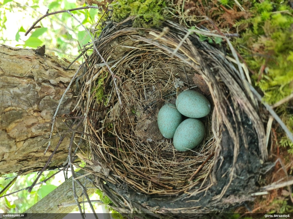 черный дрозд