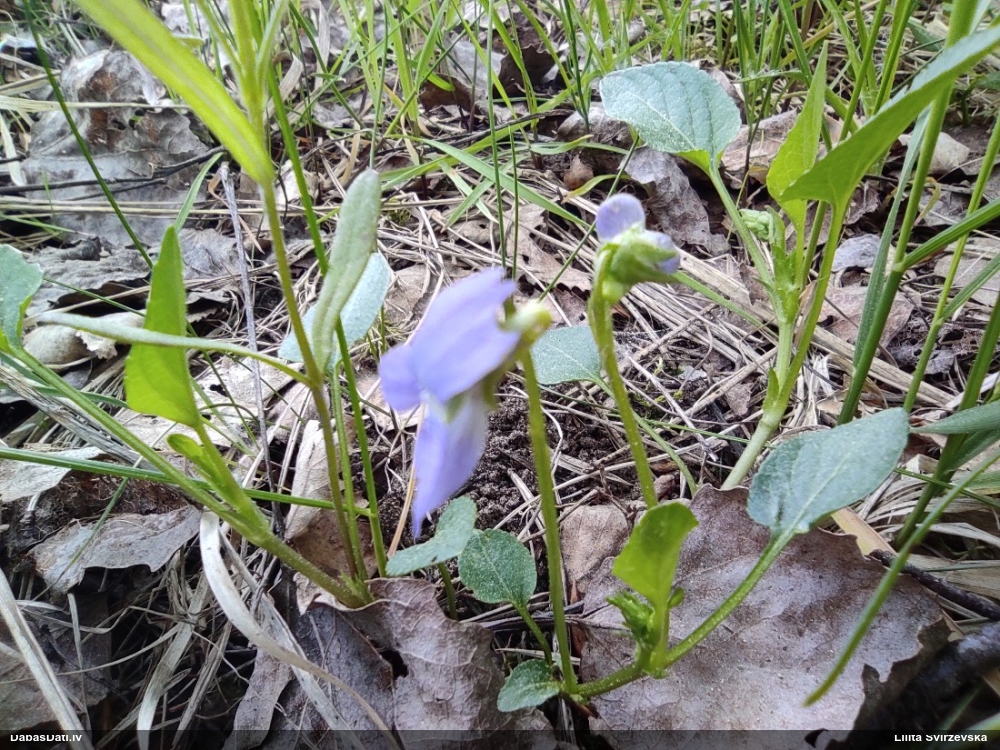 Vijolīte (nenoteikta)