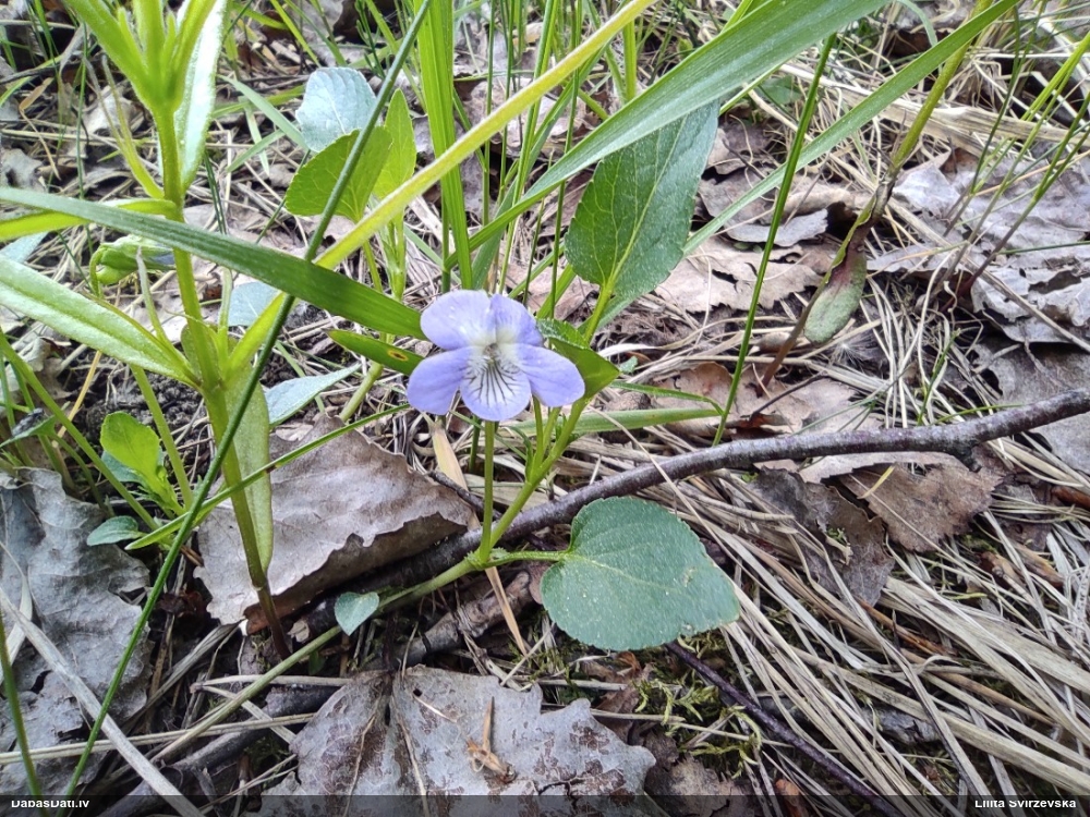 Vijolīte (nenoteikta)