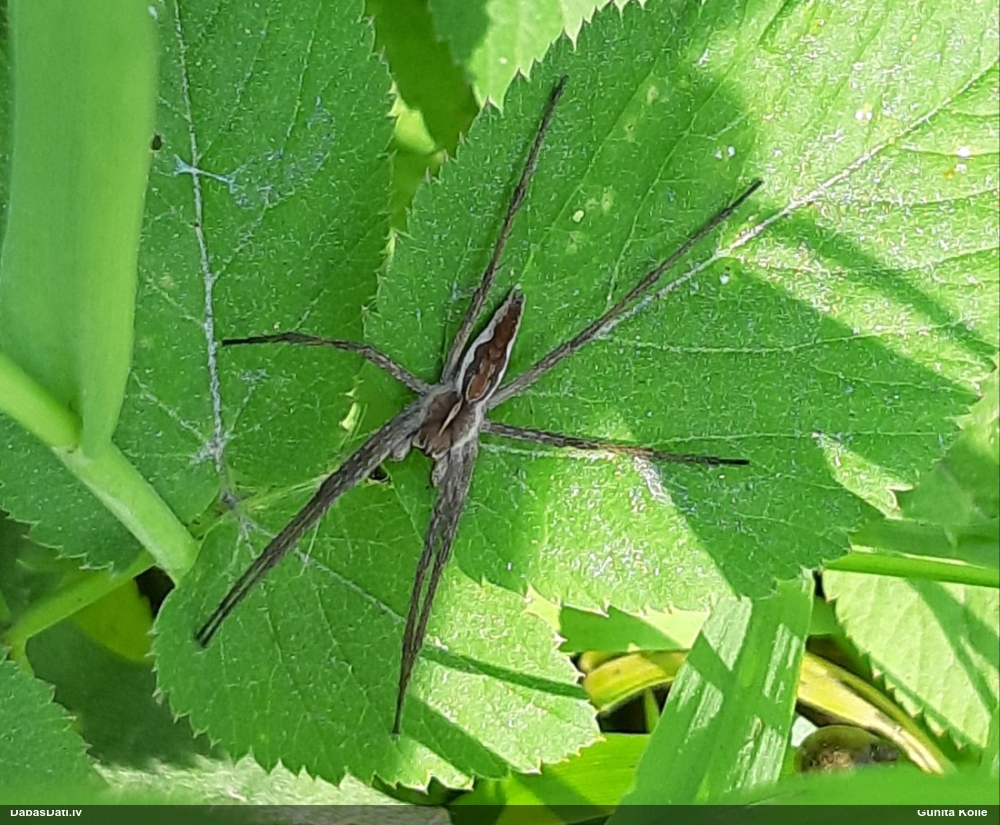 Dižzirneklis Pisaura mirabilis