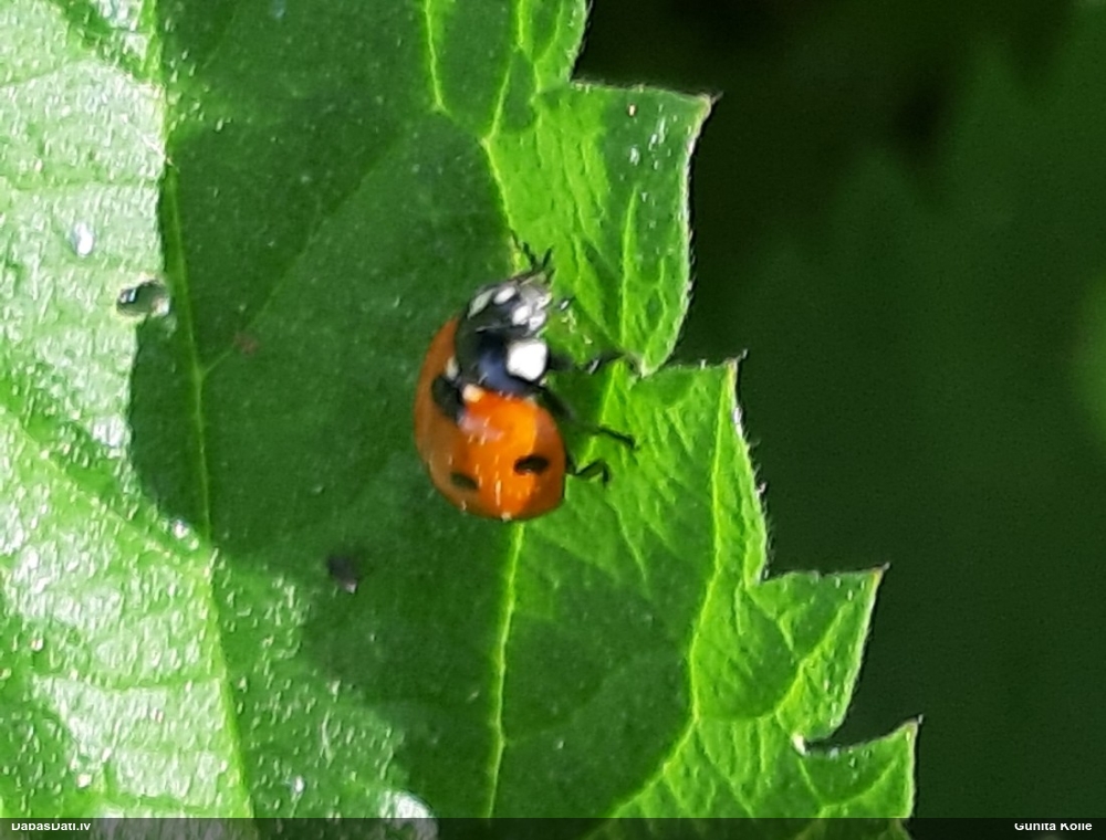 Septiņpunktu mārīte