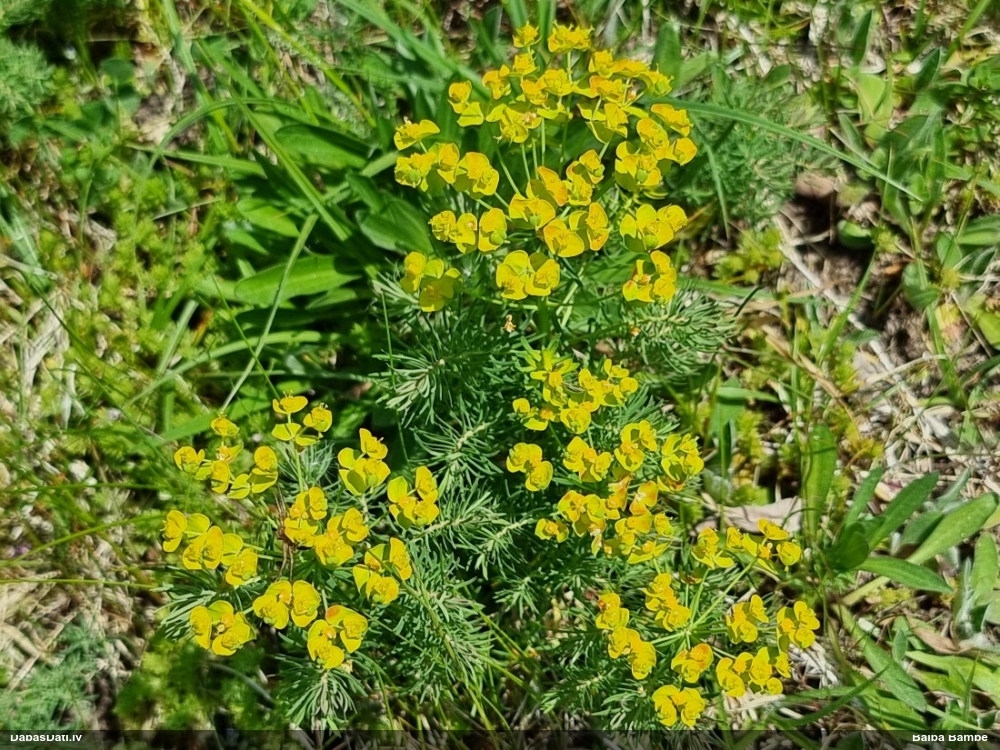 молочай кипарисовый