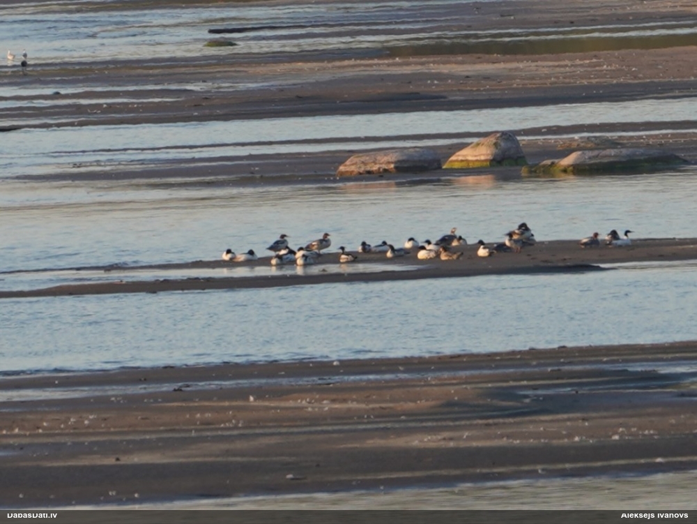 средний крохаль