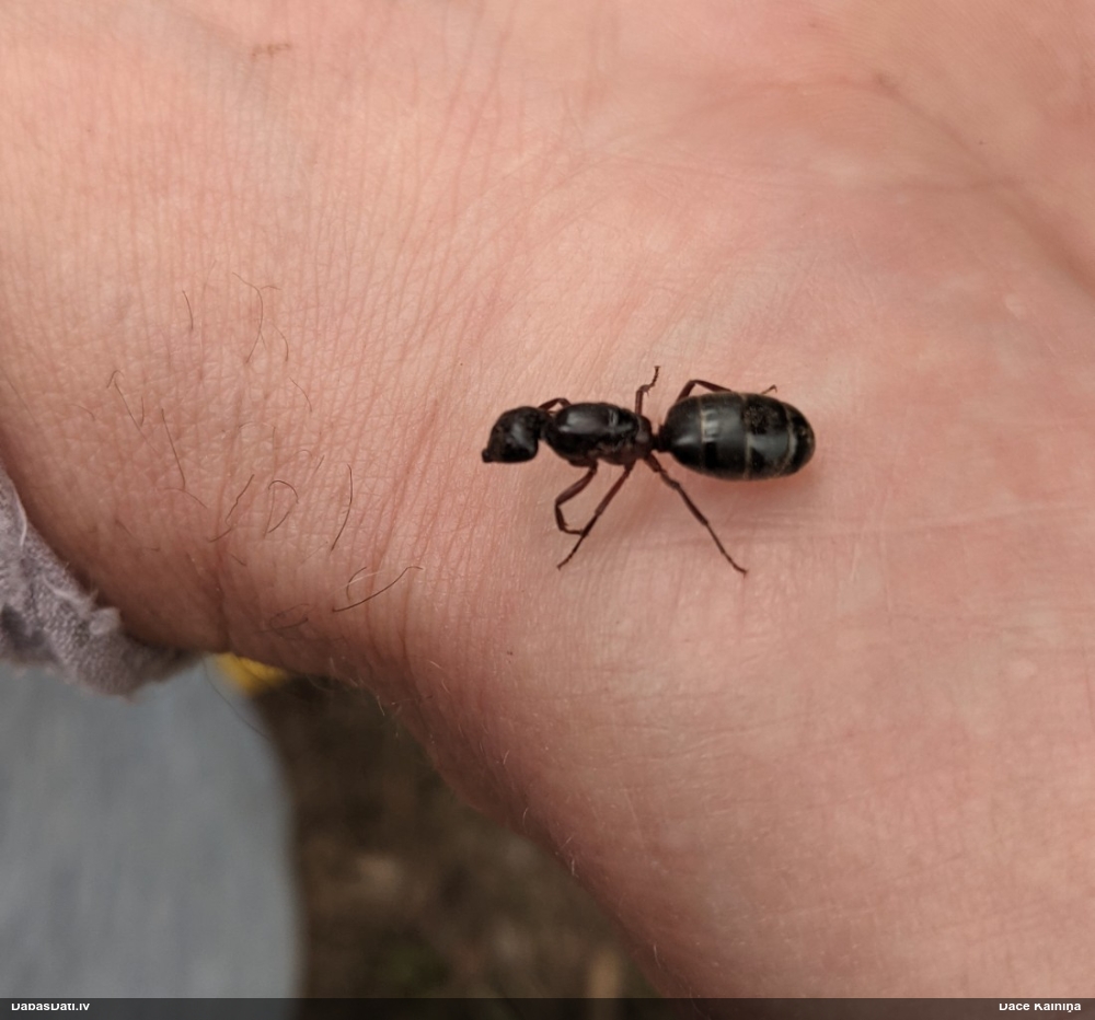 Kukainis (nenoteikts)