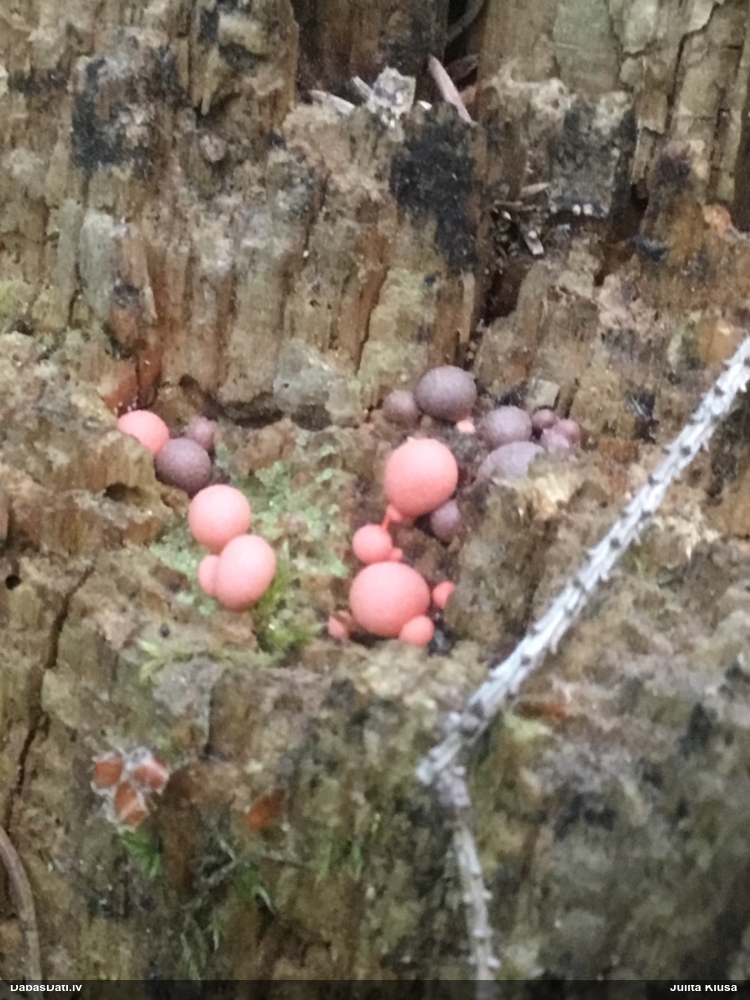 Vilkpienaine (nenoteikta)