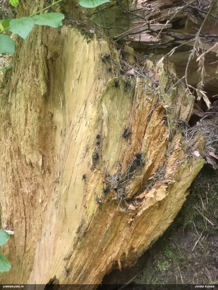 Šokolādes gļotsēne (nenoteikta)