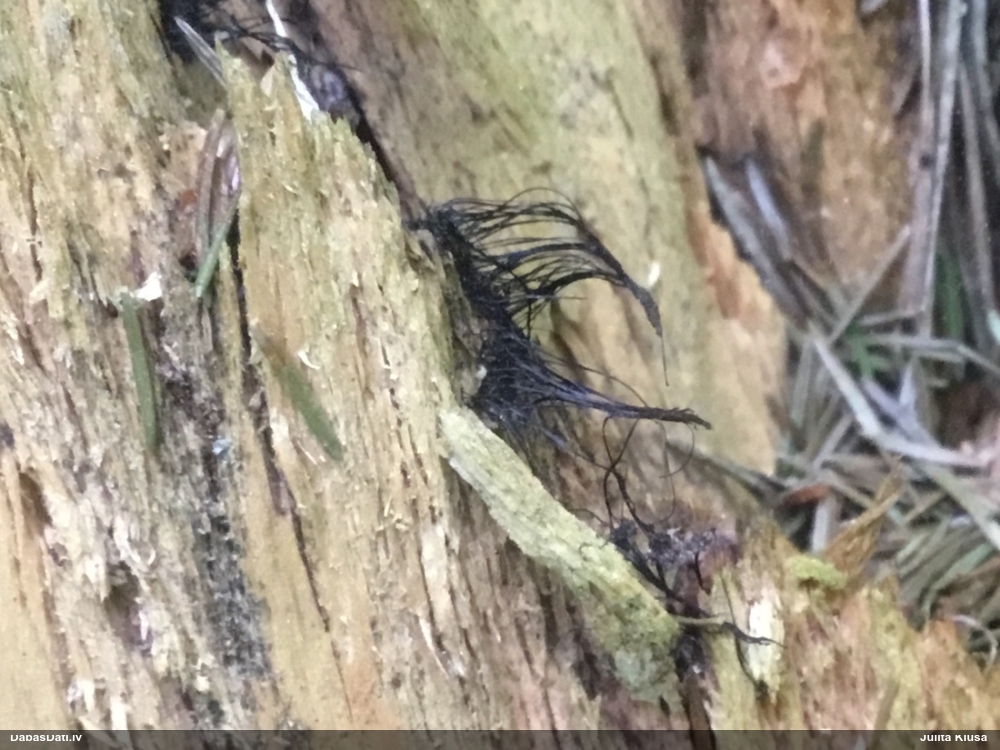 Šokolādes gļotsēne (nenoteikta)