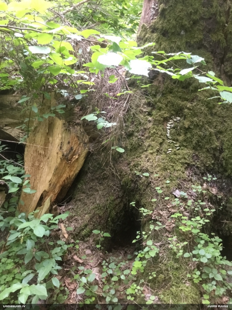 Šokolādes gļotsēne (nenoteikta)