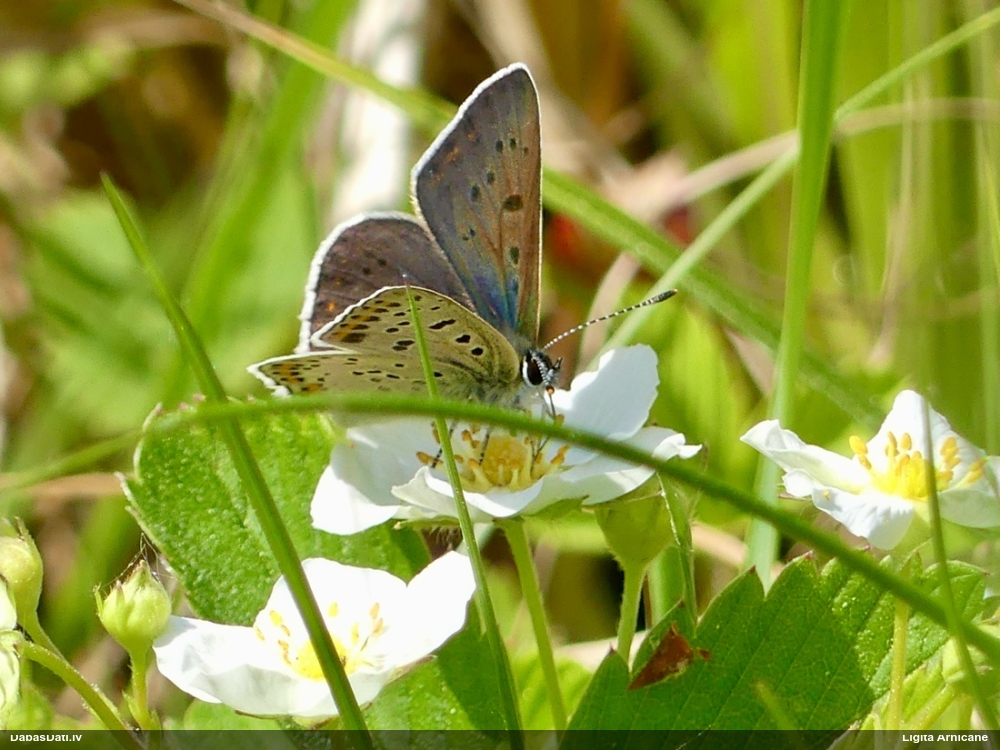 Brūnais zeltainītis