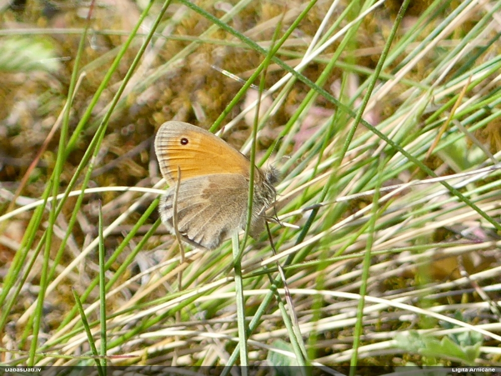 Parastais sīksamtenis