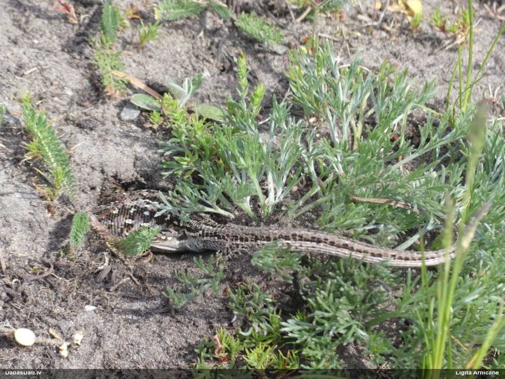 прыткая ящерица