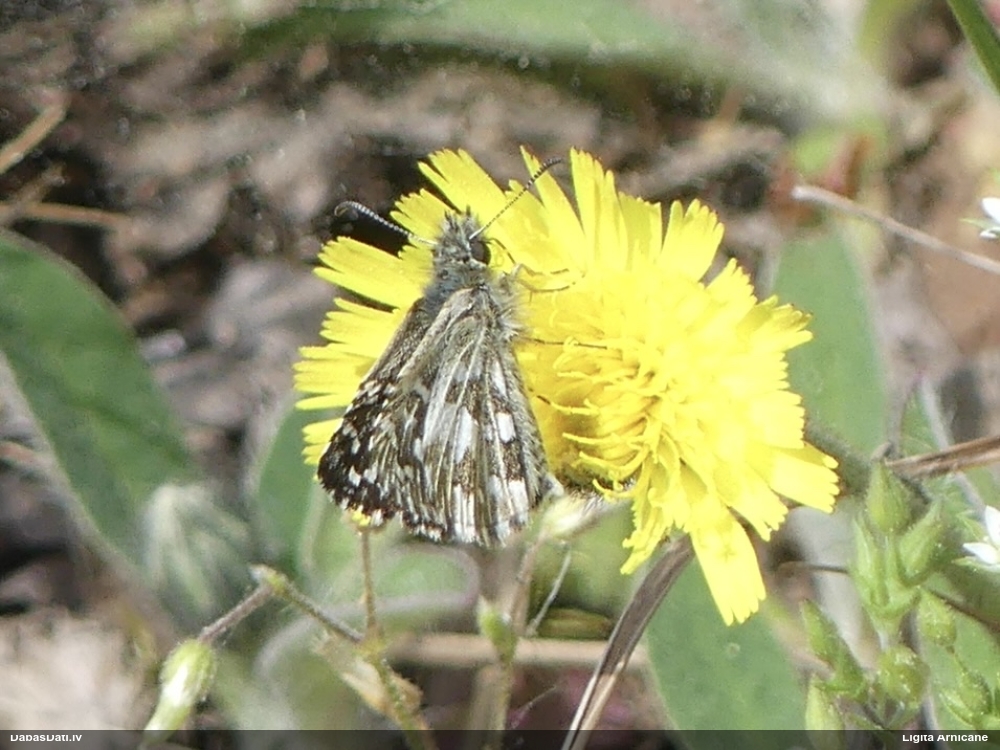 Parastais resngalvītis