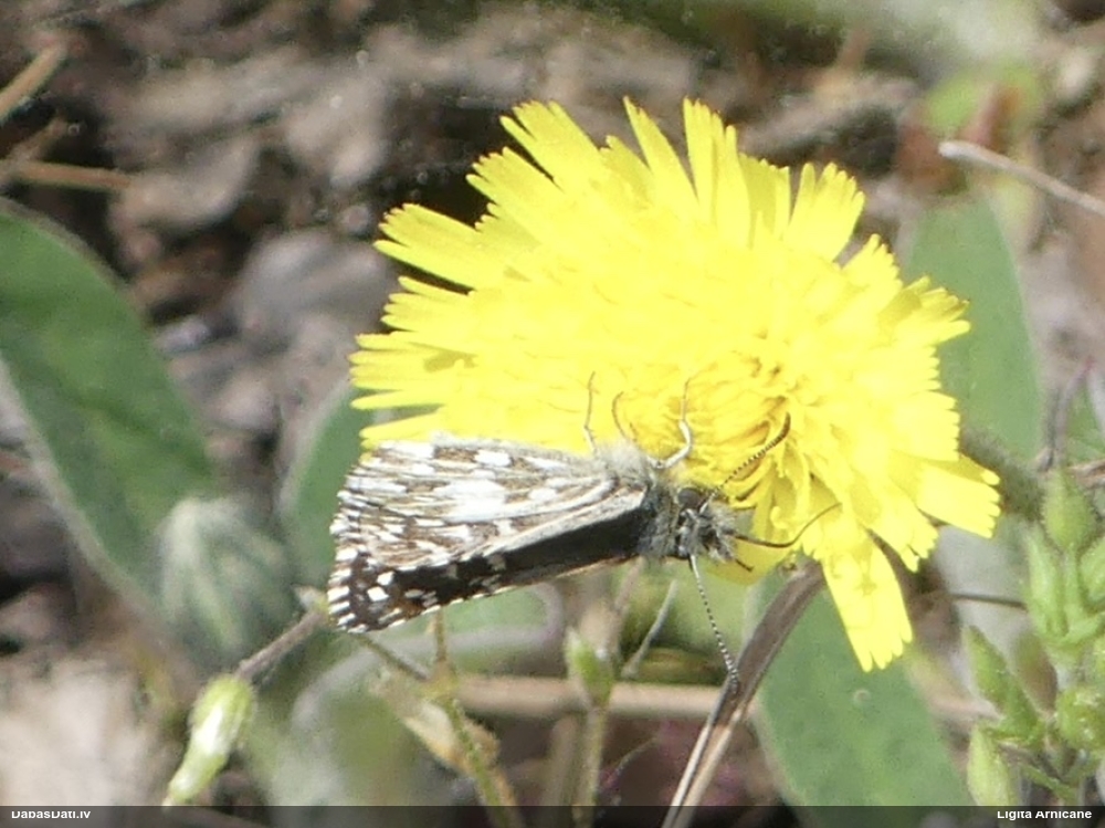 Parastais resngalvītis