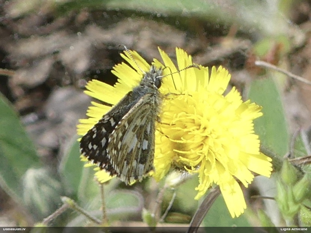 Parastais resngalvītis