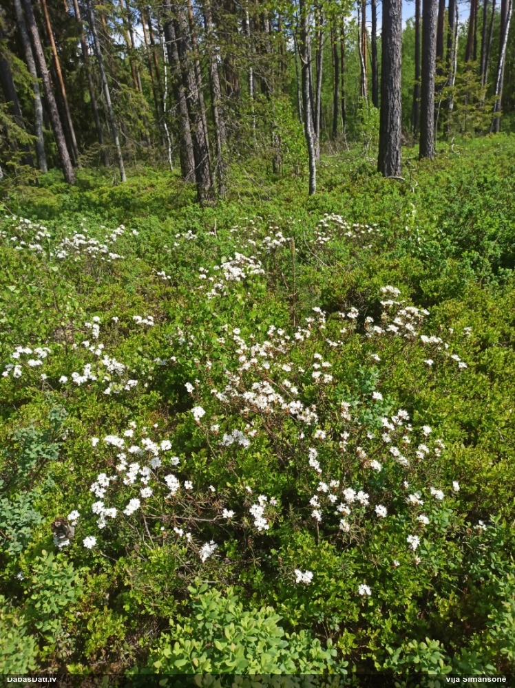 багульник болотный