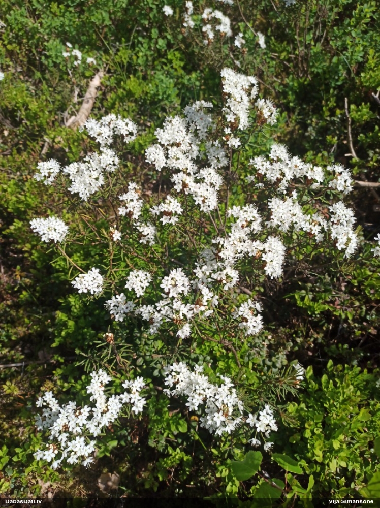 багульник болотный