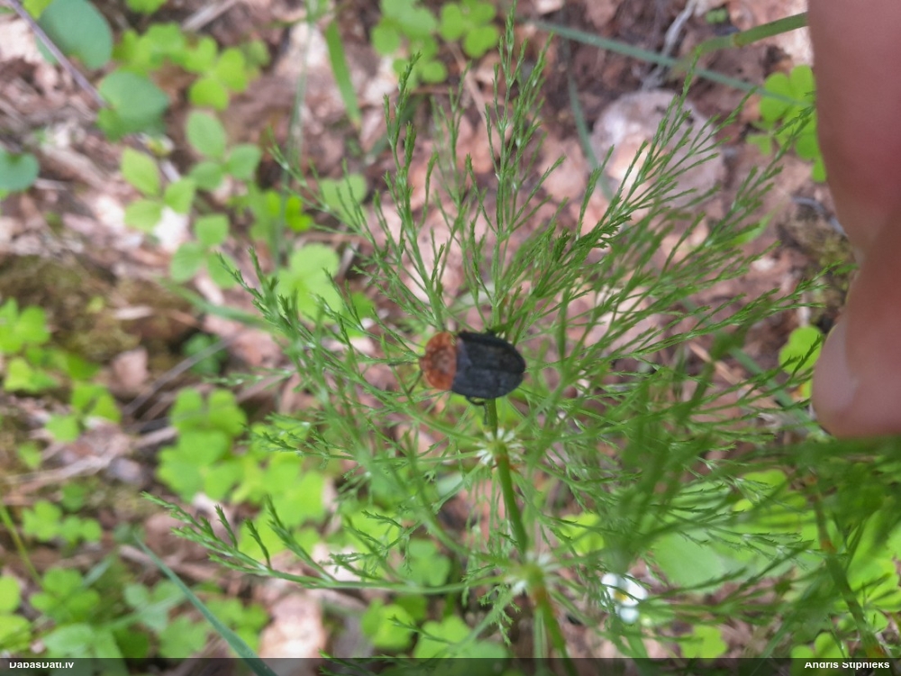 Sarkankrūšu līķvabole