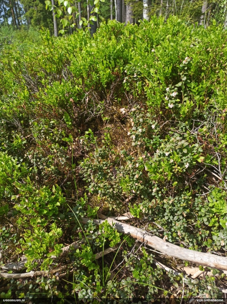 брусника обыкновенная