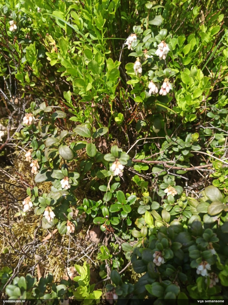 брусника обыкновенная