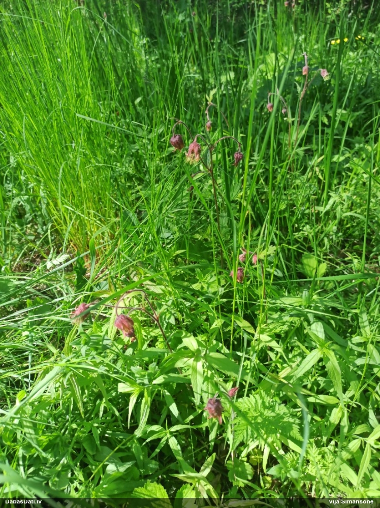 гравилат речной