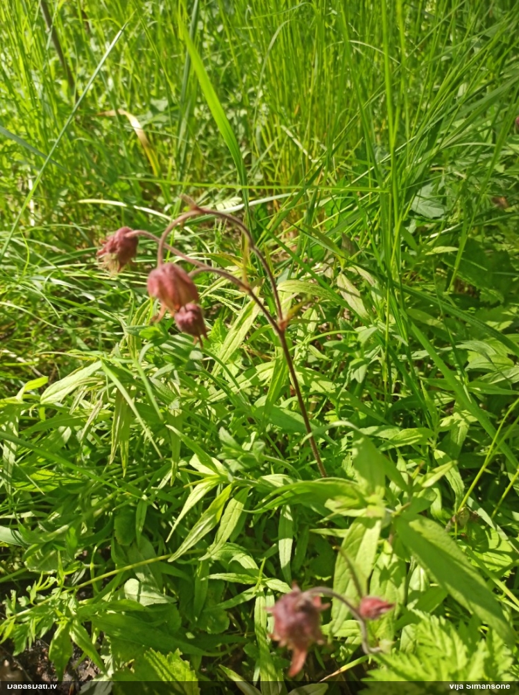 гравилат речной