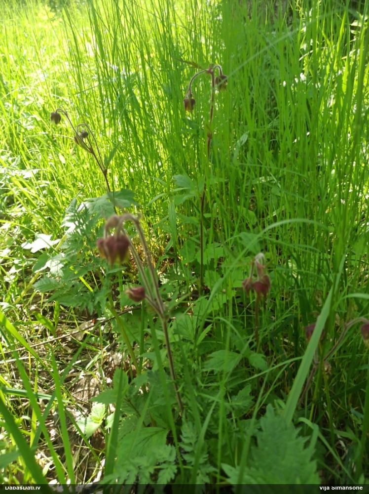 гравилат речной