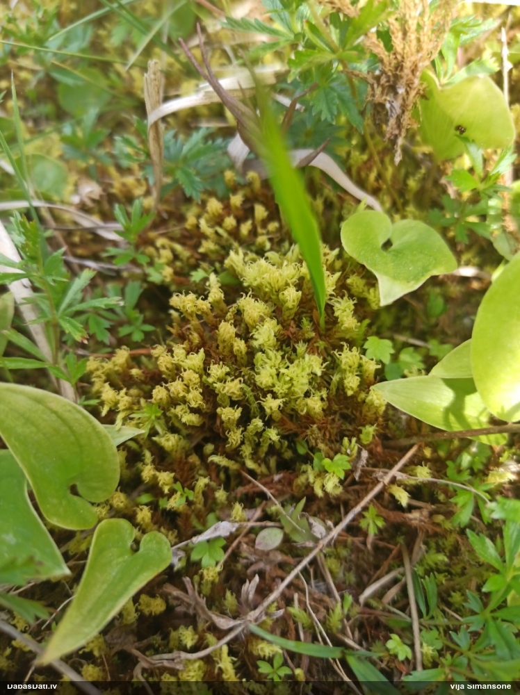 Purva krokvācelīte