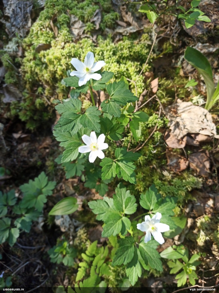 ветреница белая