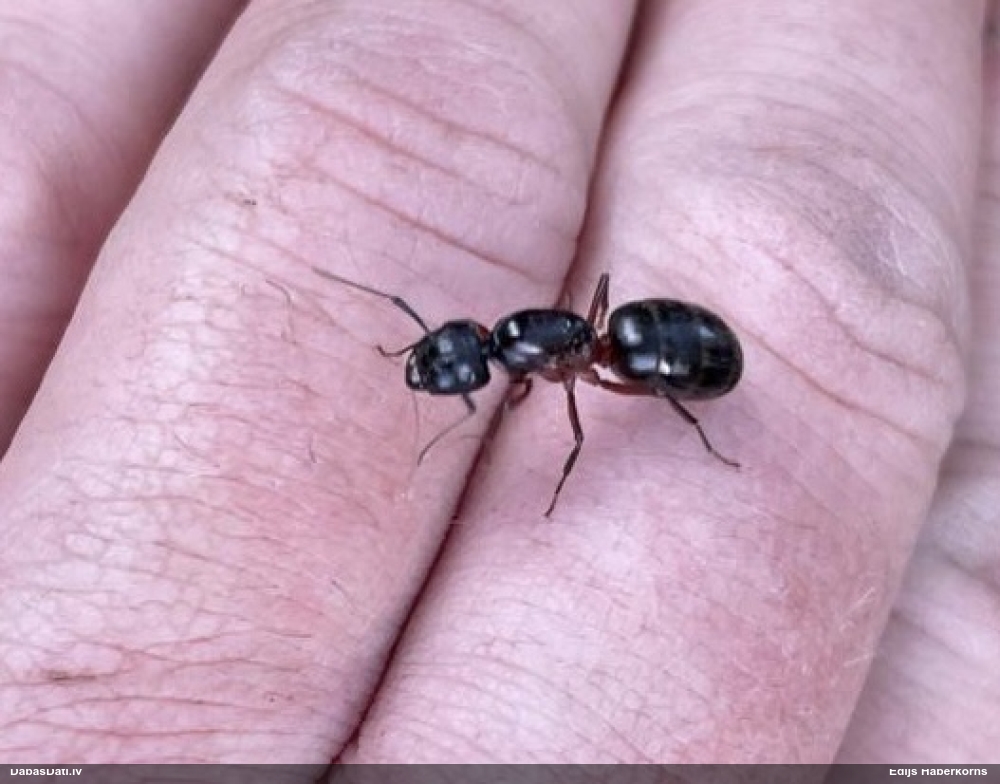 Tumšā koksnes skudra