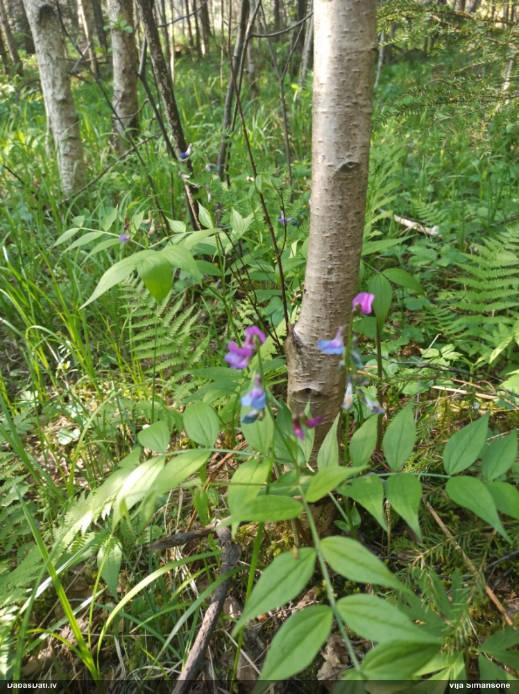 чина весенняя