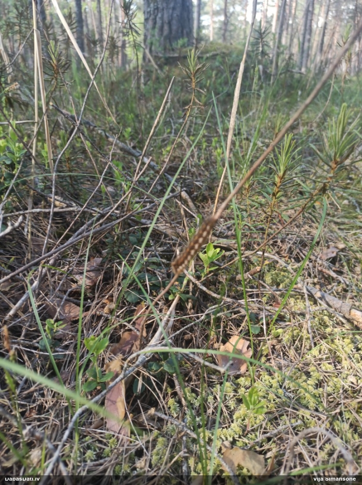 Graudzāļu vērpējs