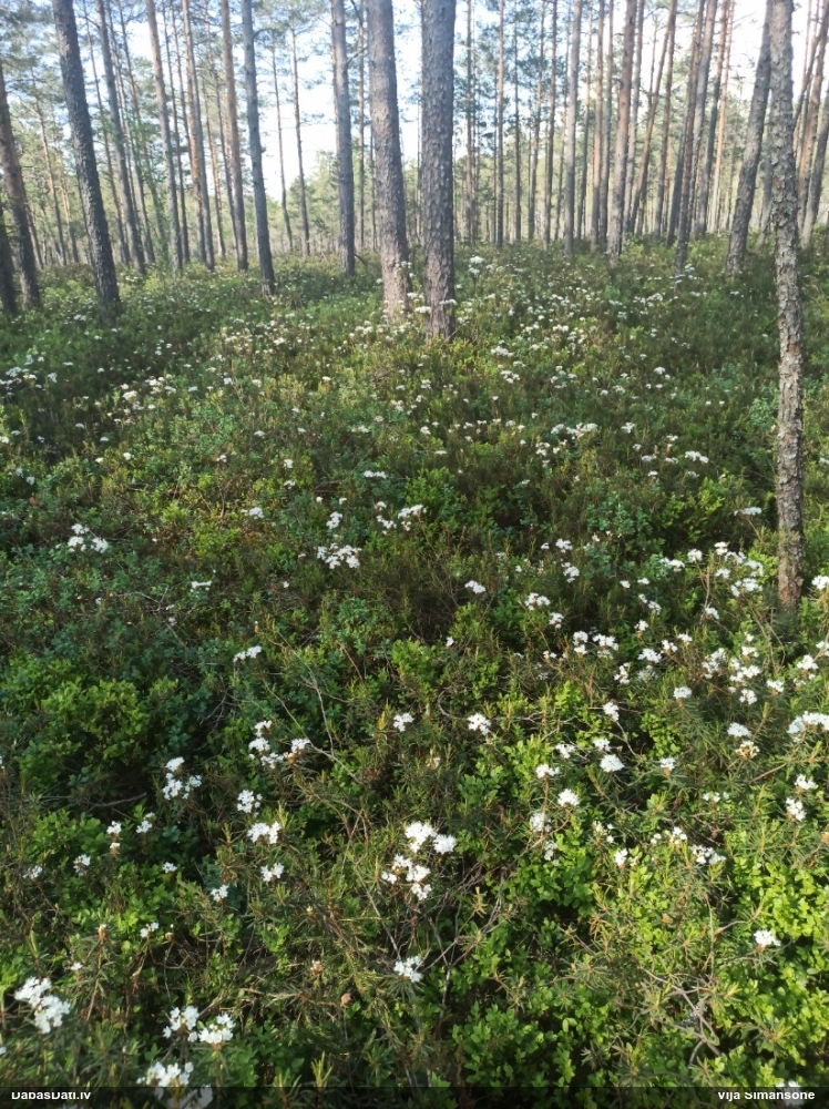 багульник болотный