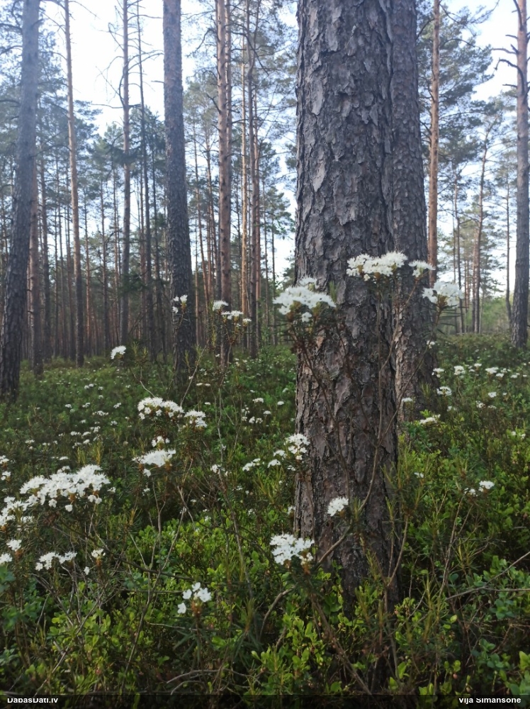 багульник болотный