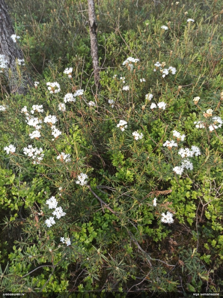 багульник болотный