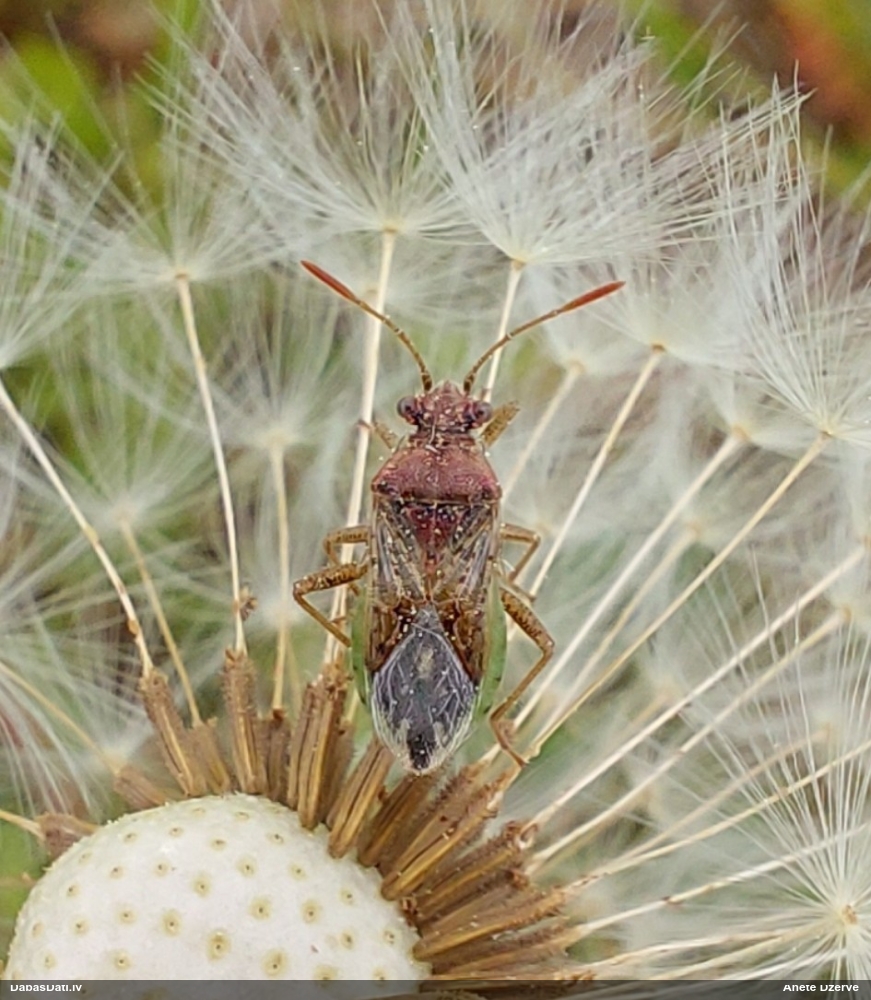 Krāšņblakts Rhopalus parumpunctatus