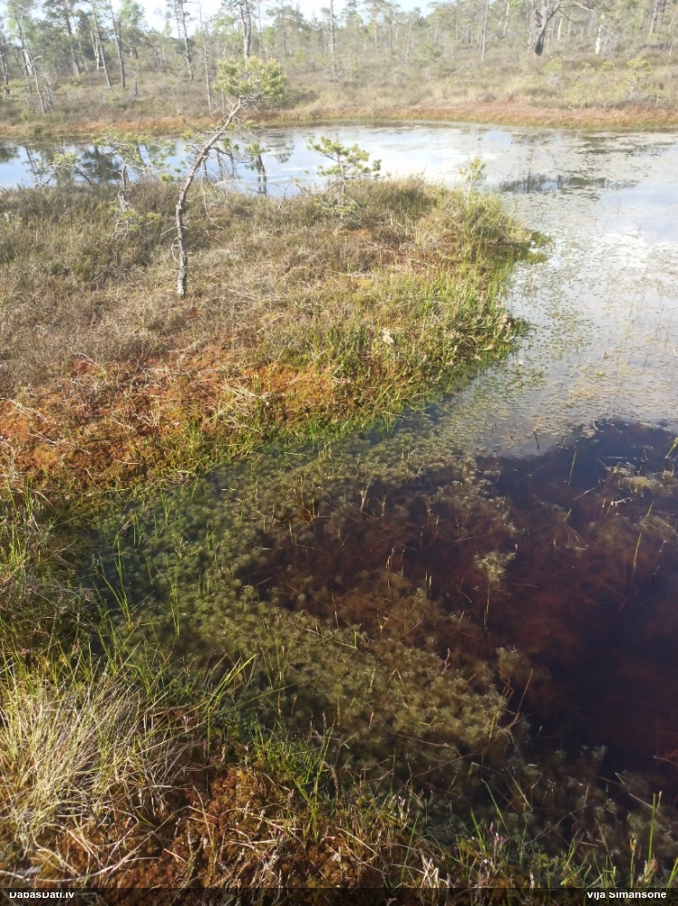 подбел многолистный