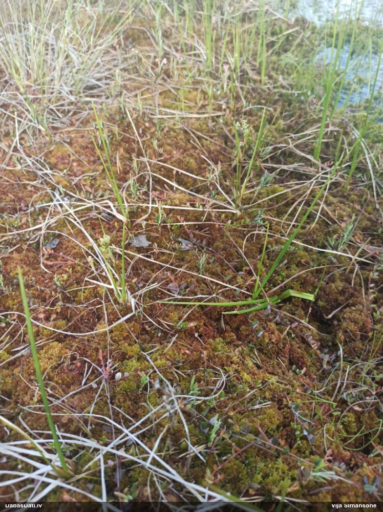 шейхцерия болотная