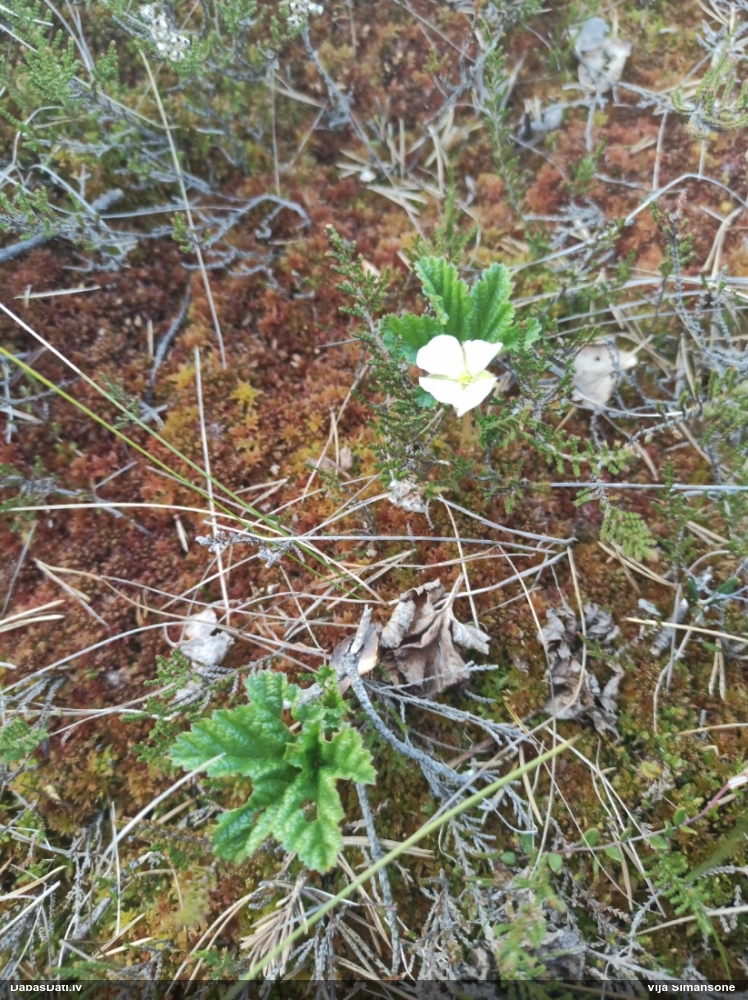 морошка приземистая