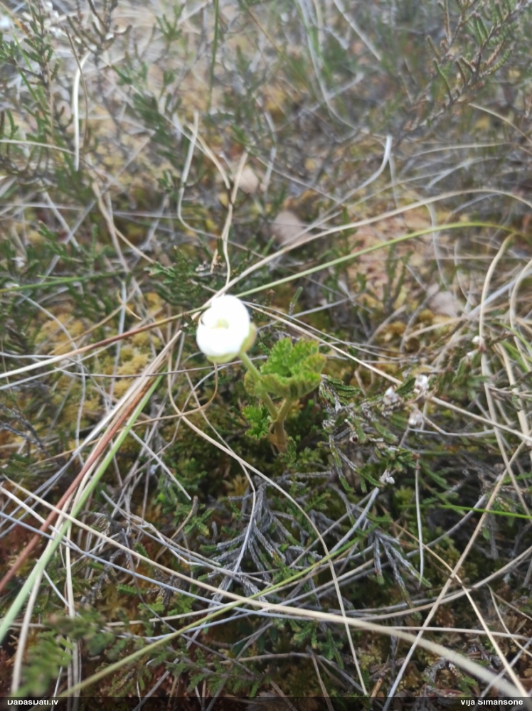 морошка приземистая