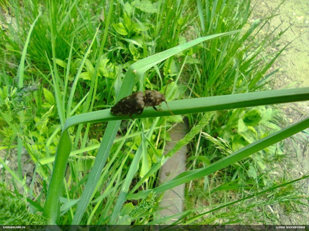 Sprakšķis Agrypnus murinus