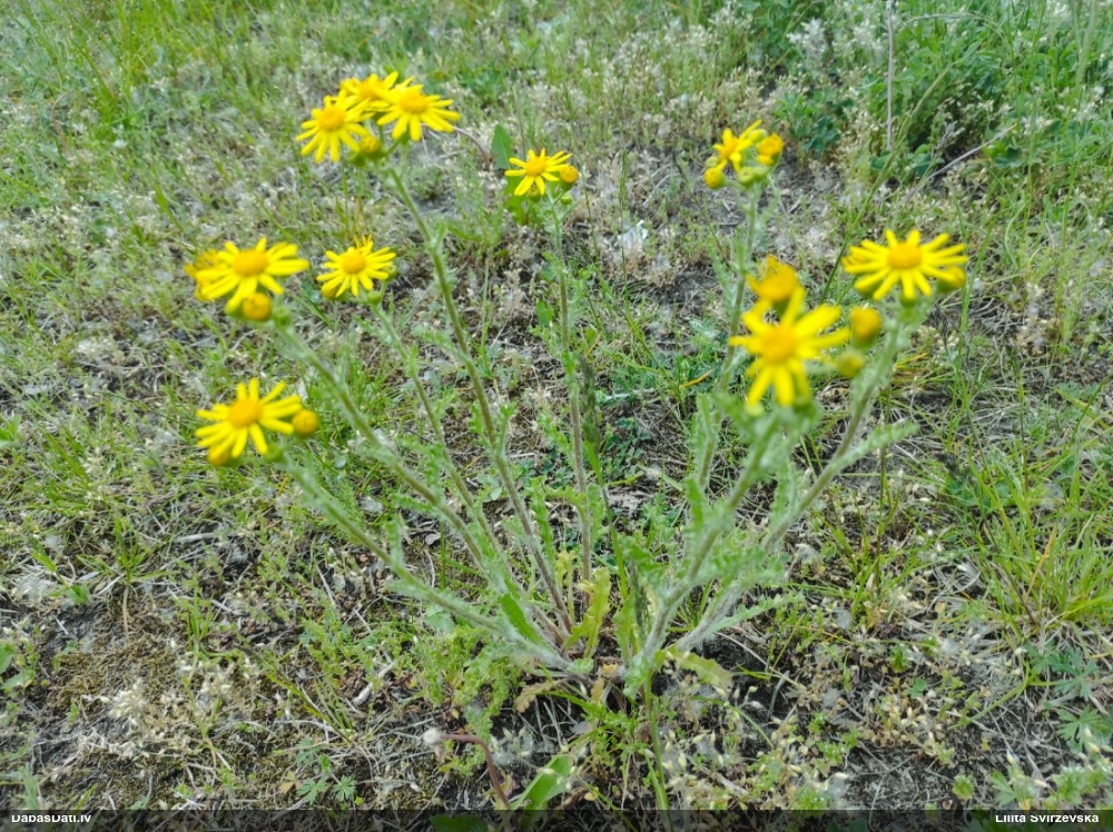 крестовник весенний