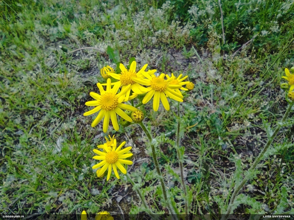 крестовник весенний