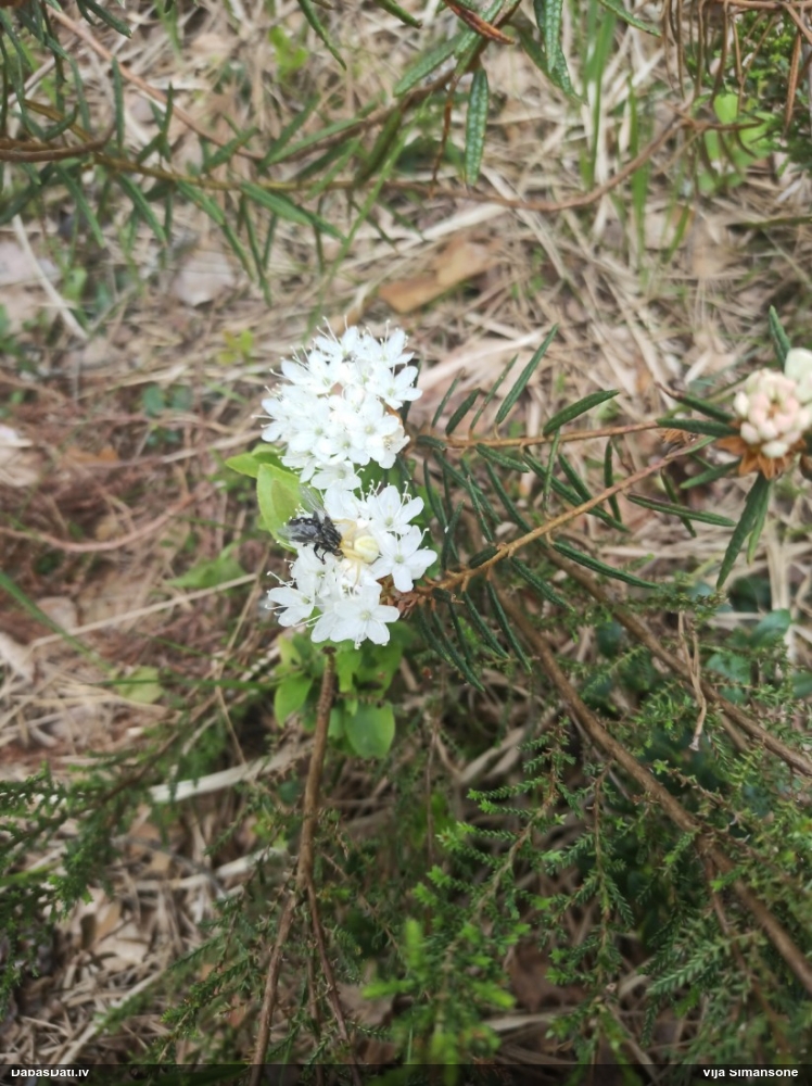 Krabjzirneklis Misumena vatia
