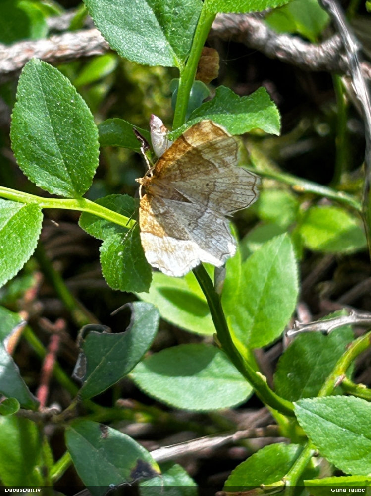 Brūnais melleņu sprīžmetis