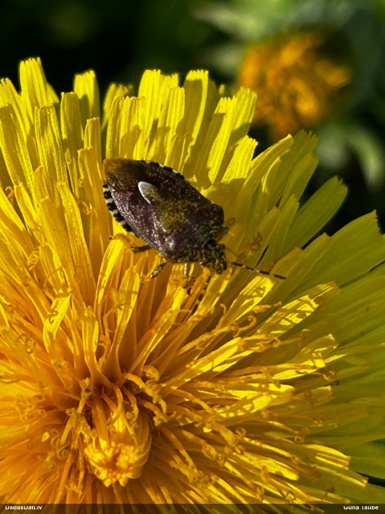 Ogu krūmu vairogblakts