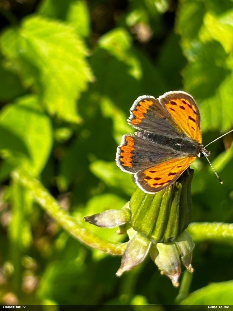 Parastais zeltainītis