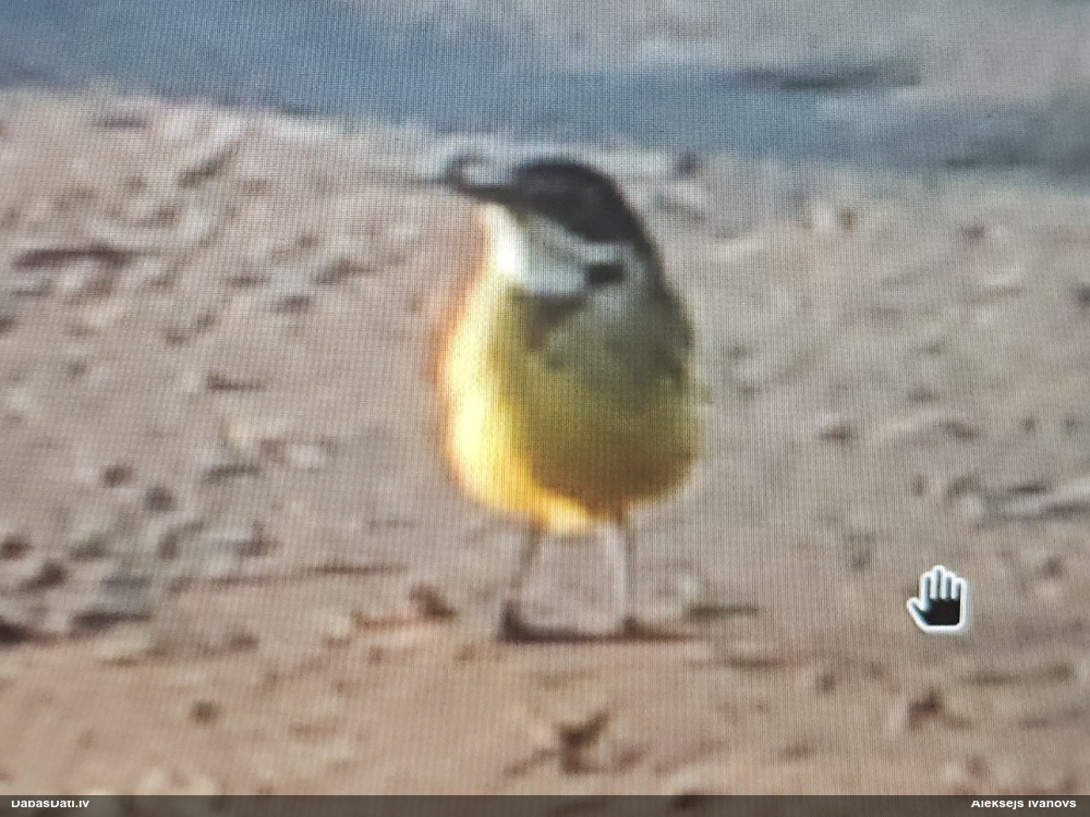 желтая трясогузка