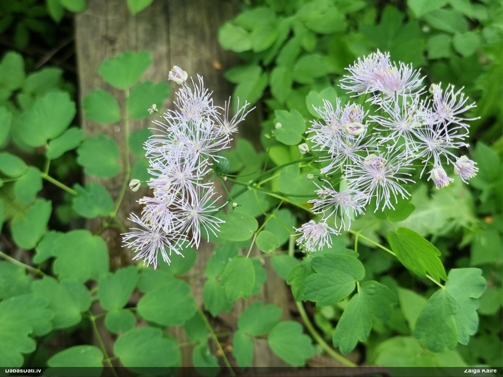 василистник водосборолистный
