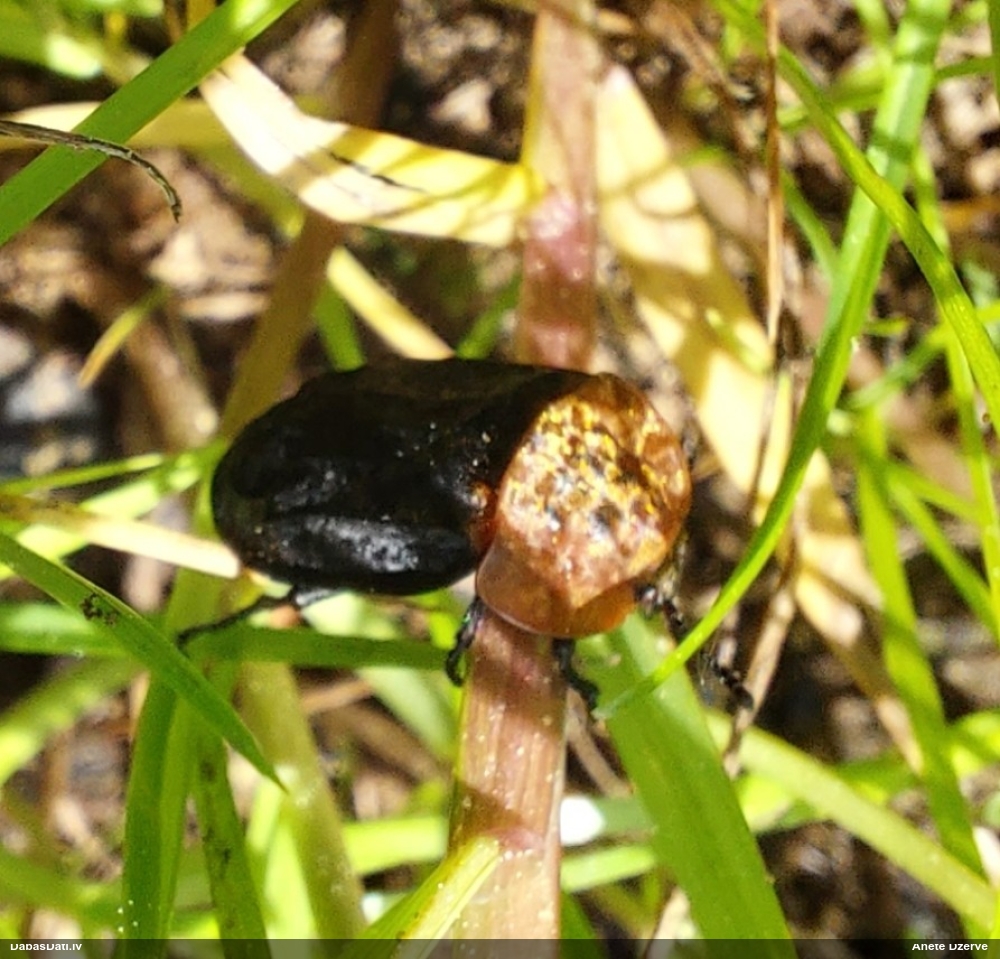 Sarkankrūšu līķvabole