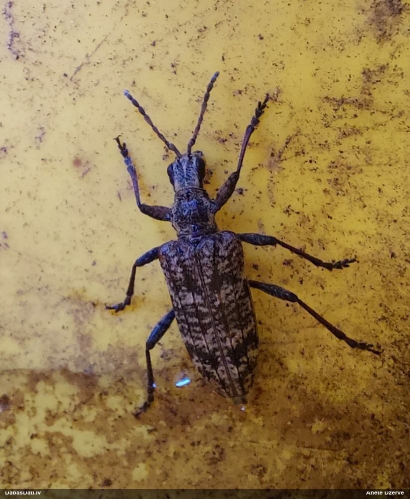 Skujkoku ligzdu koksngrauzis